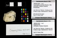 Foto (Objekt + Etiketten) von Cracensigillatus acutirostris (Moericke, 1889) 